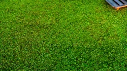 انیمیشن سانی بانیز قسمت 215 - sunny bunnies